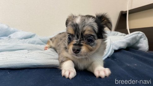 成約済の兵庫県のチワワ(ロングコート)-253571の8枚目